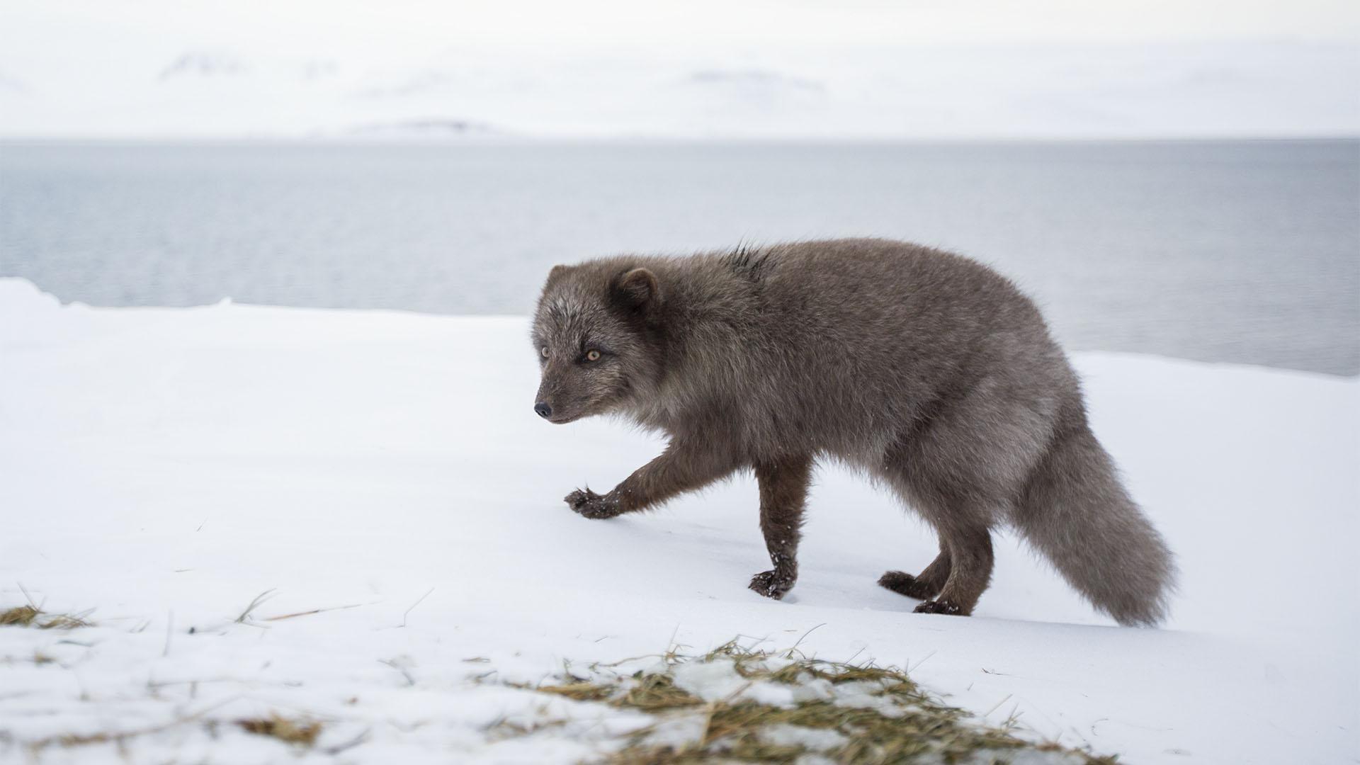 Wild Scandinavia, Life on the Edge, Episode 1