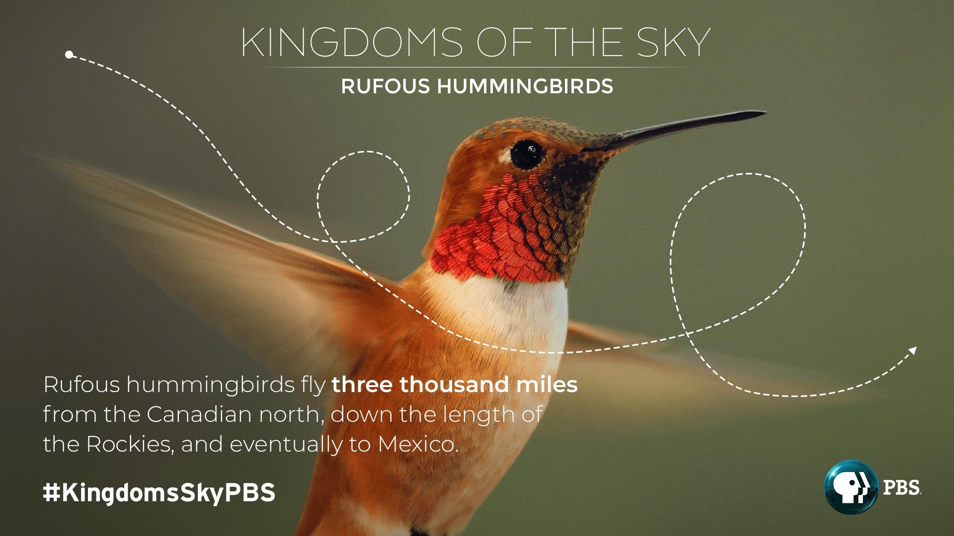 Rufous hummingbirds