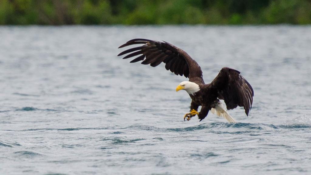 Bald eagles