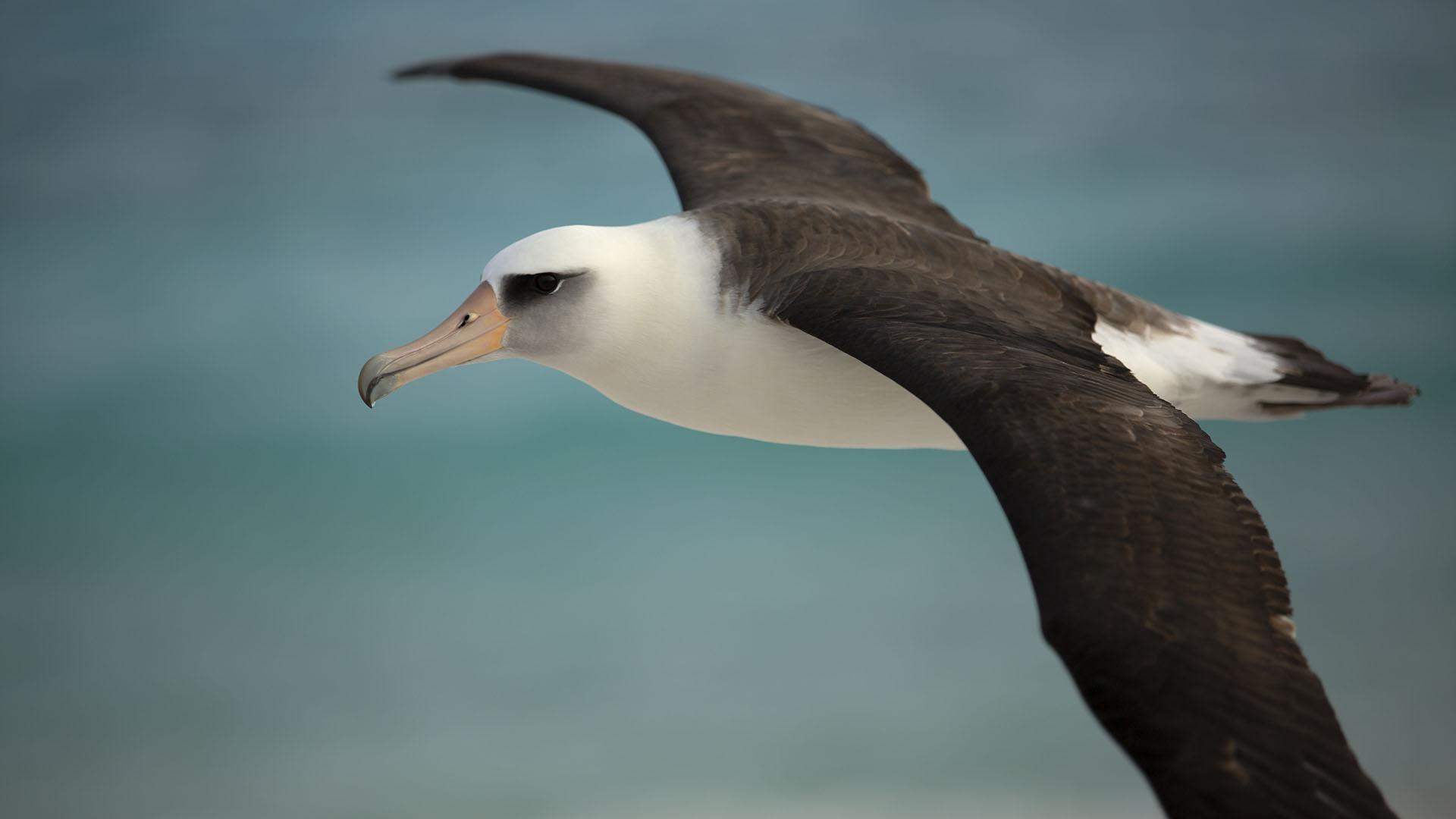 A laysan albatross in flight over Midway Atoll.