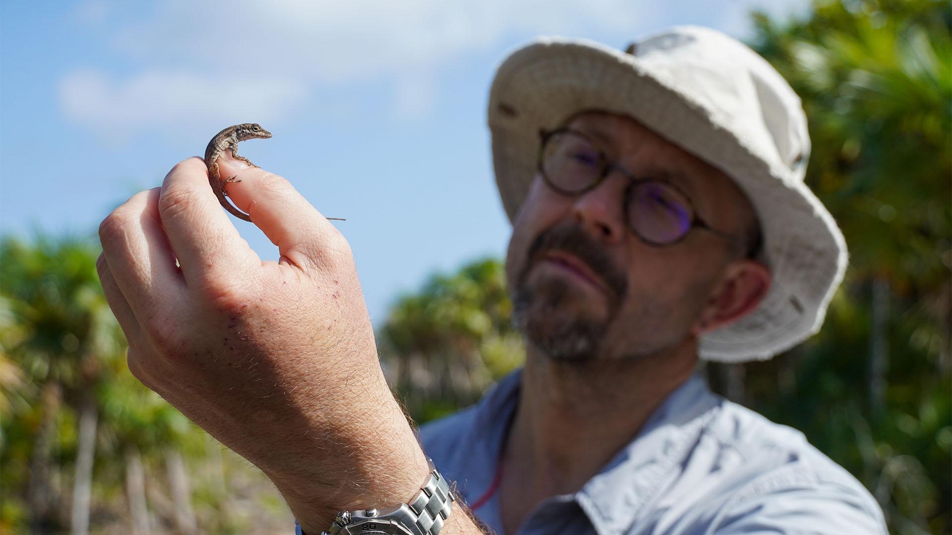 Scientist Anthony Herrel studies a silver key anole on North Caicos.