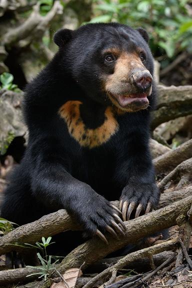 Closeup image of the Bornean sun bear.
