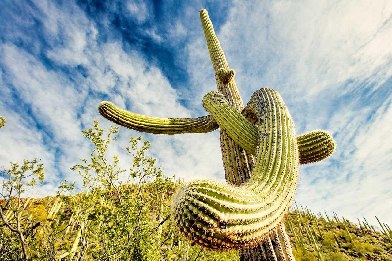 Photograph shows a Saguaro cactus.