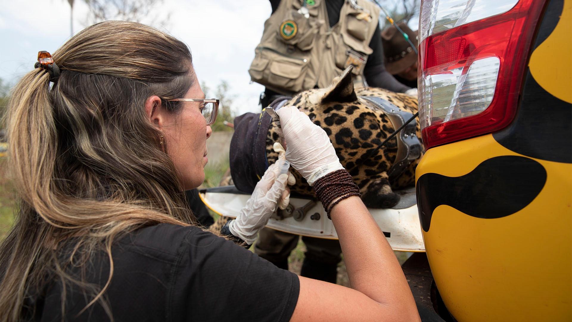 A woman with her back turned while examining a jaguar.