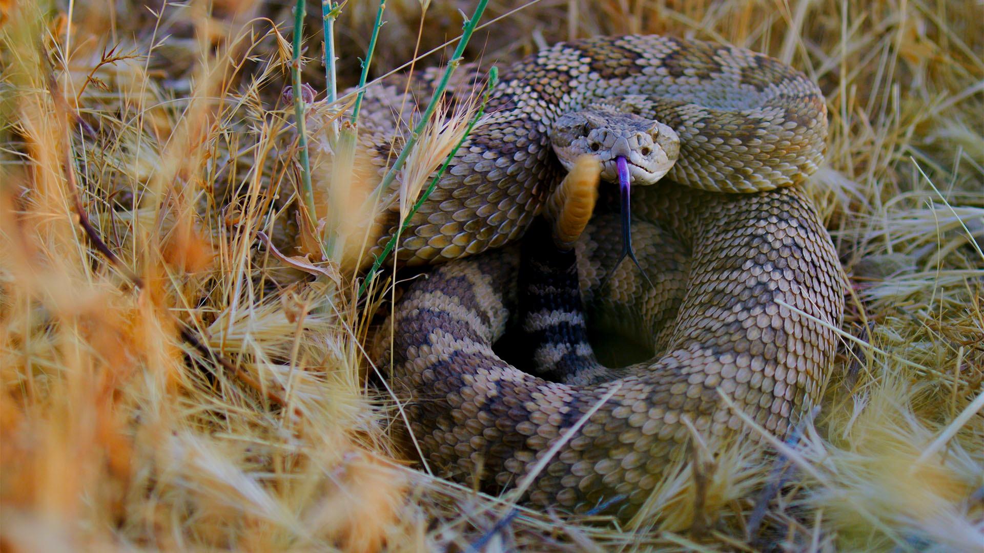 A rattlesnake in Central California