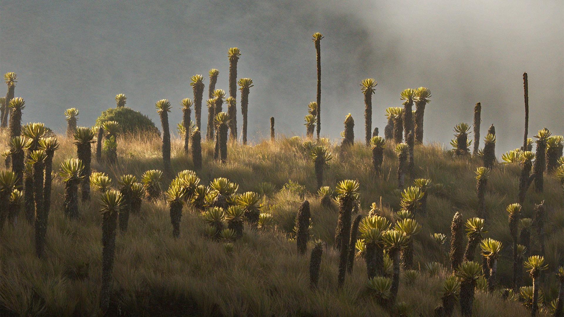 Paramó, Espeletia plants