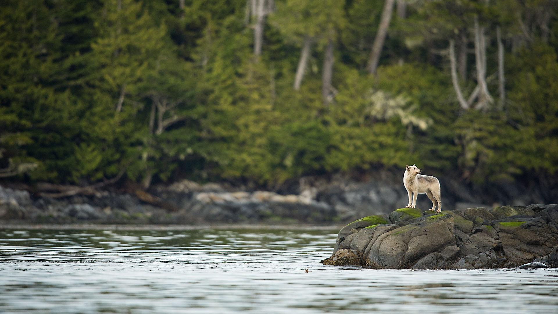 In a scene from 'Forests,' a wolf stands at the ocean’s edge in the Great Bear Rainforest.