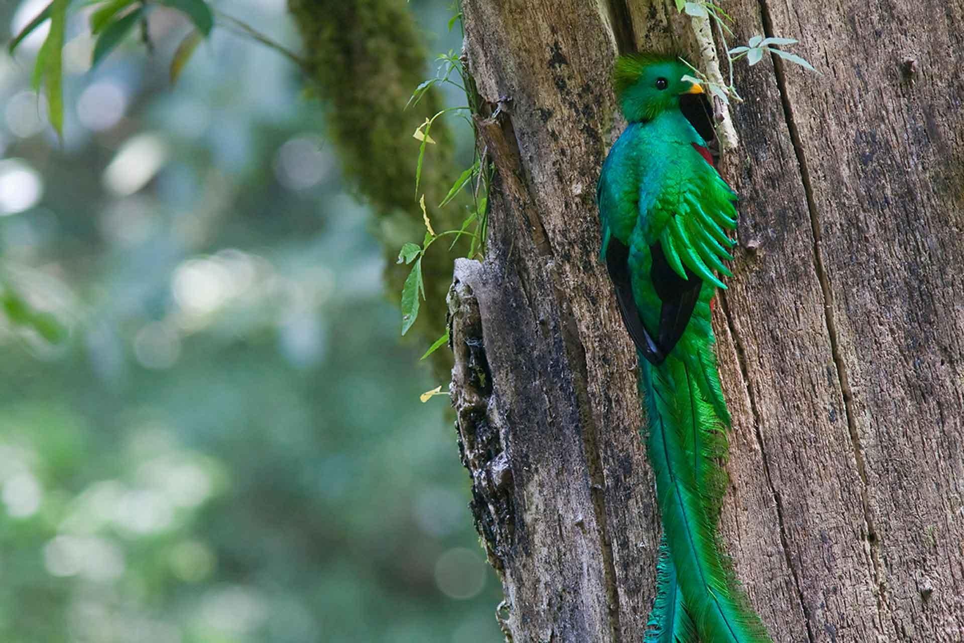 A Resplendent quetzal male