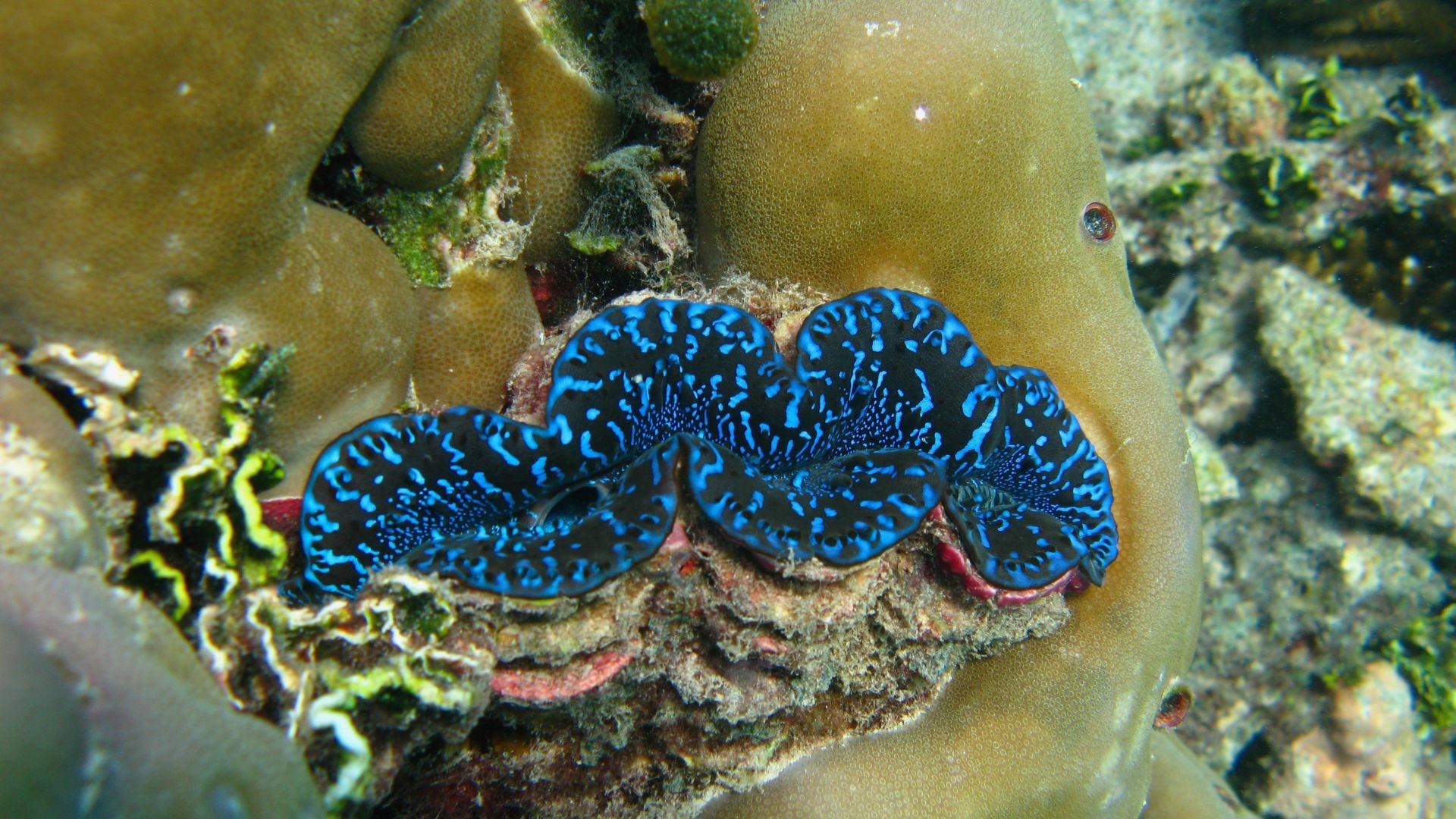 Image of a bright blue coral reef underwater.