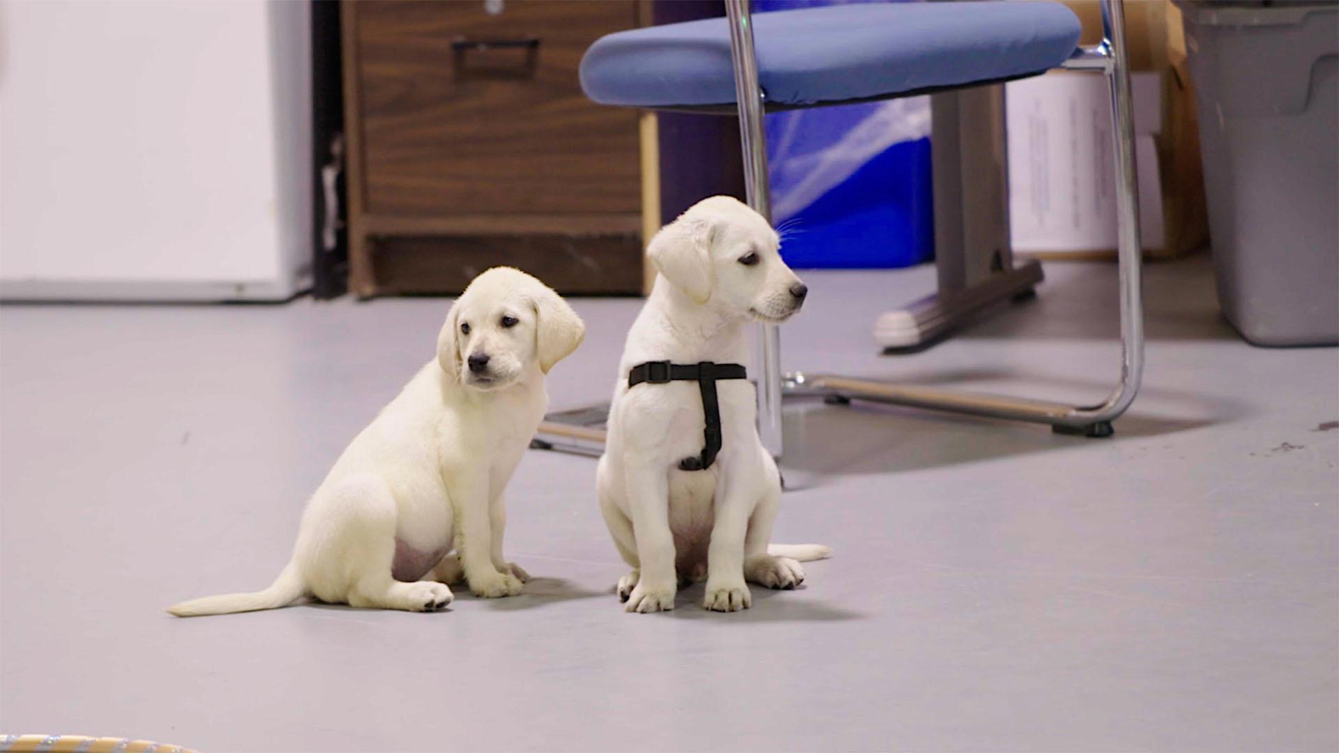 Two new service dog puppies arrive at Patriot Paw Headquarters in Dallas, Texas.