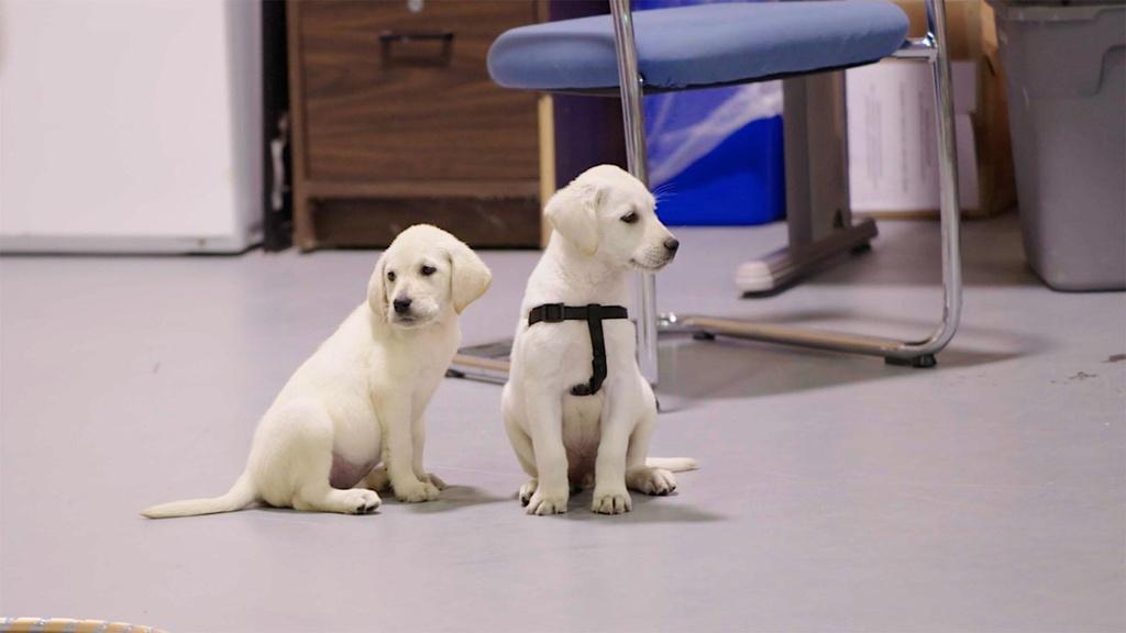 Two new service dog puppies arrive at Patriot Paw Headquarters in Dallas, Texas.