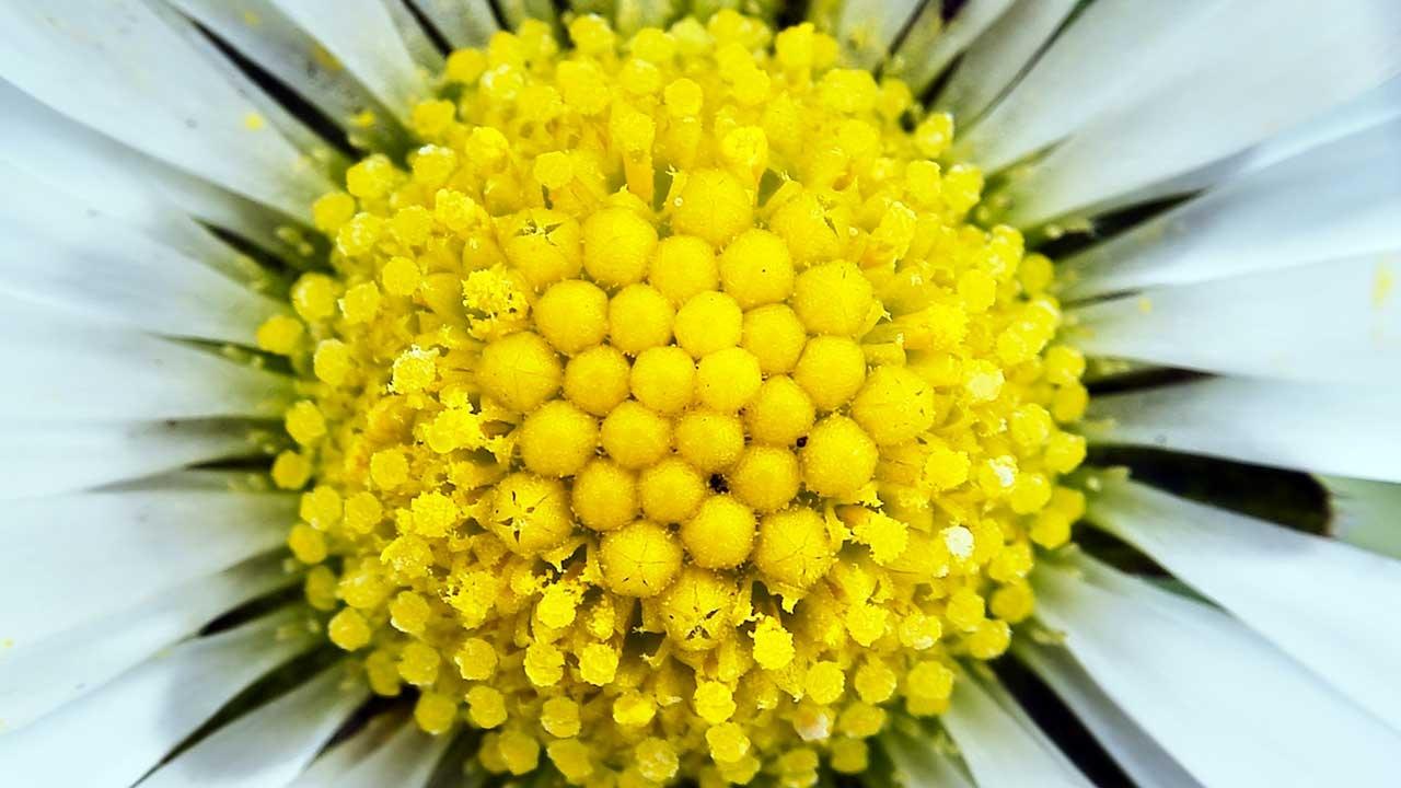 Photo shows a daisy flower head.