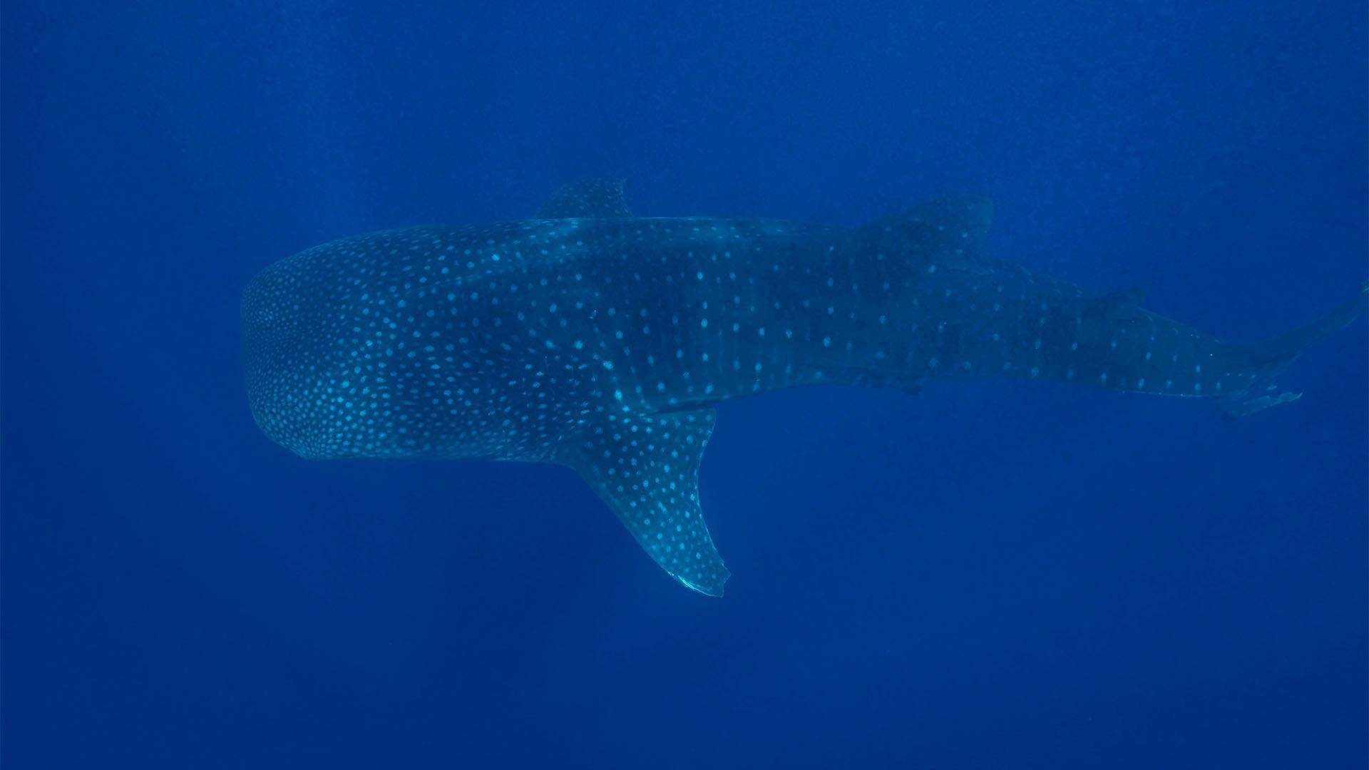 Whale shark feeds and rests in Revillagigedo Archipelago marine protected area.