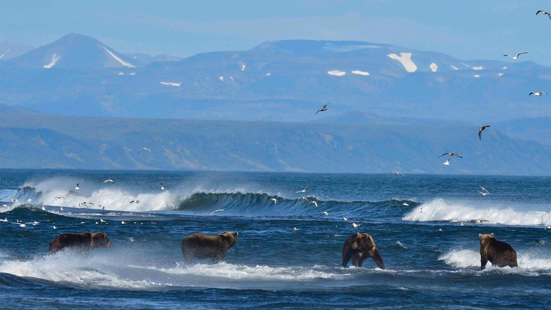 Brown bears hunt for salmon in the Pacific Ocean.