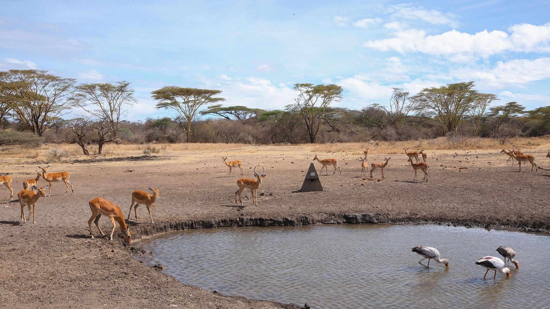 During the dry season, the waterhole provides life-saving water for a whole community.