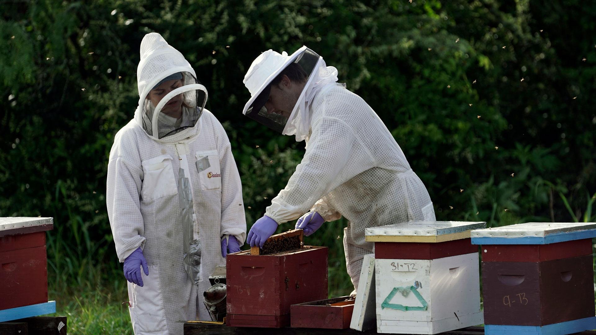 Two students check a honey bee hive, as featured on Season 2 of "Texas A&M Today."