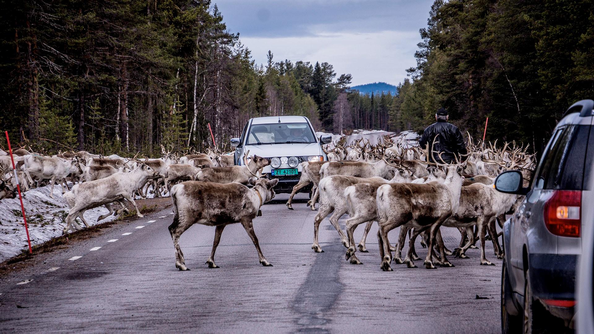 A reindeer herd on a road.