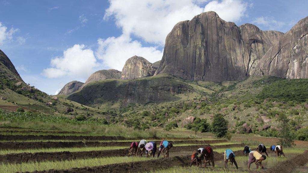 Women in the rice fields of the central highlands of Madagascar.