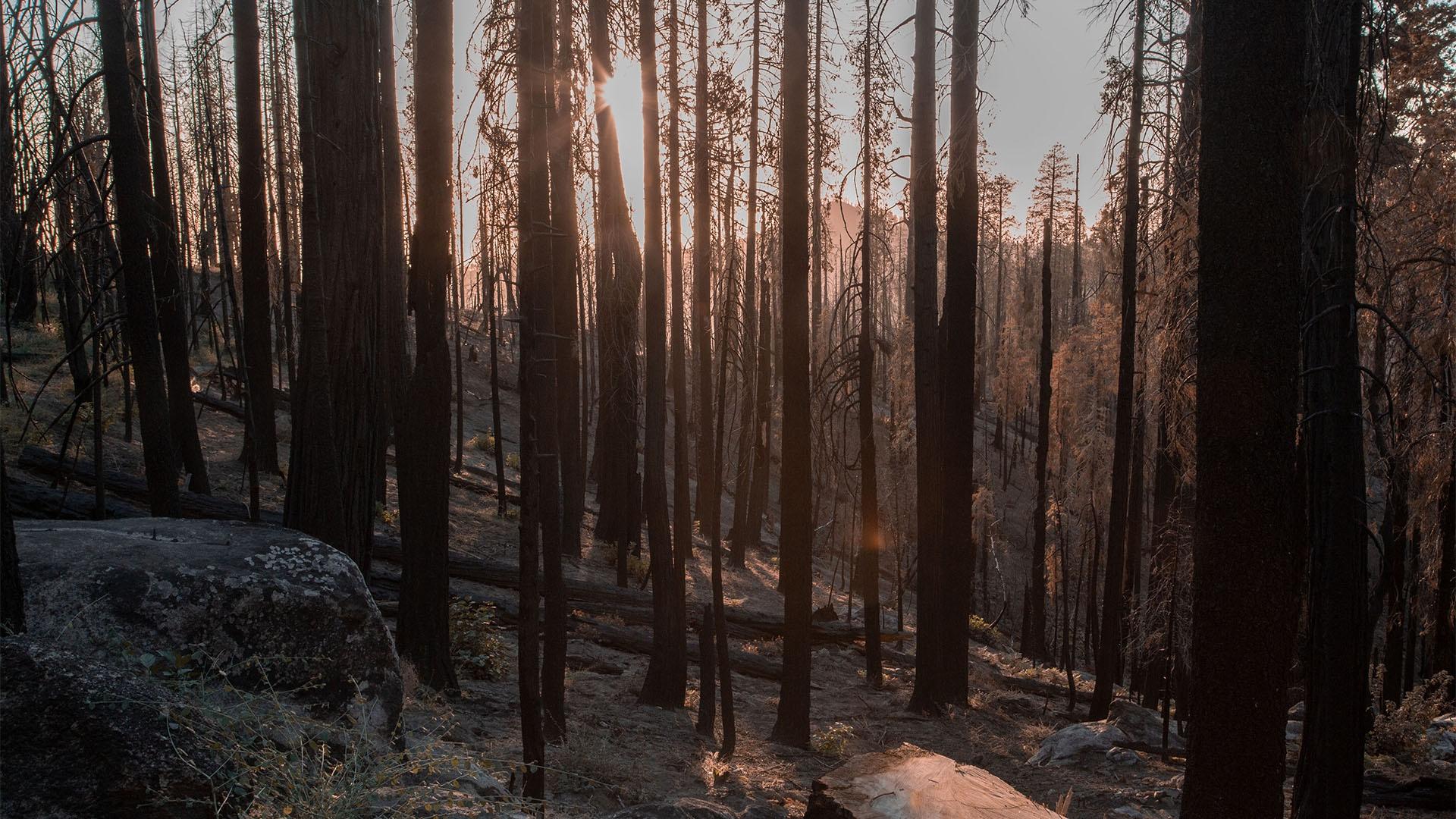 Image of burnt forest trees.