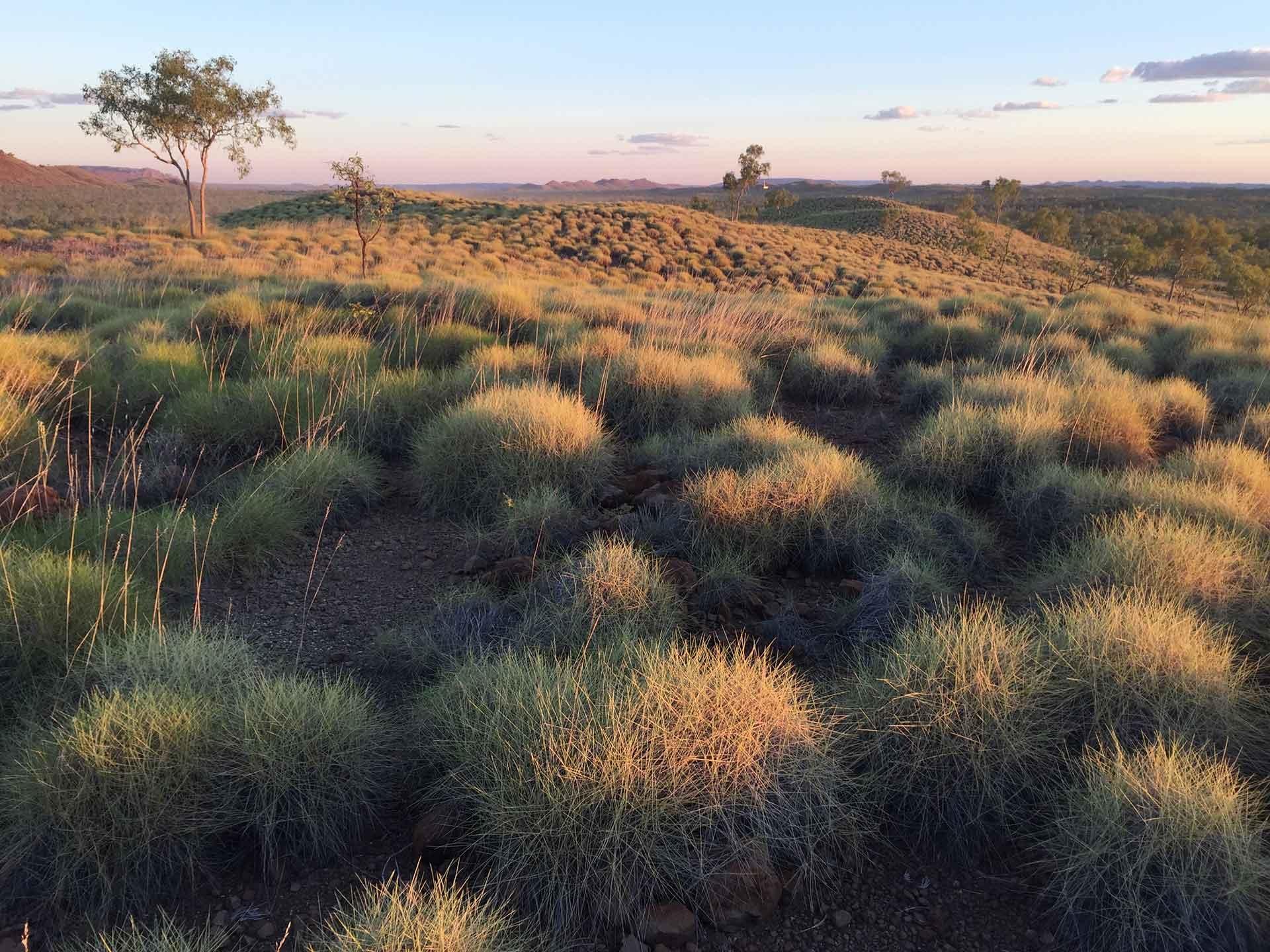 Kimberley grass