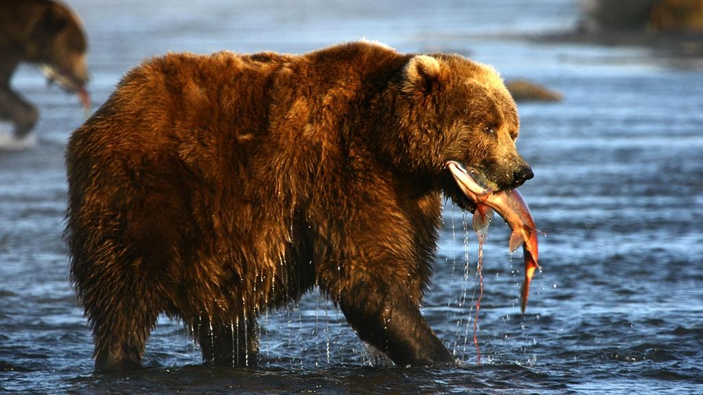 Kodiak bears