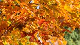 Celebrate the First Day of Fall With Foliage