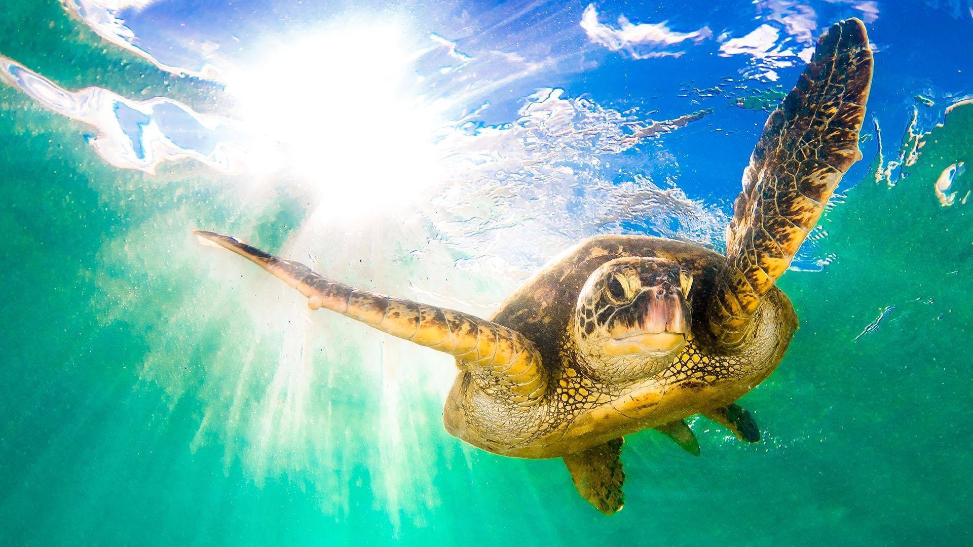 Closeup image of the green turtle chelonia mydas.