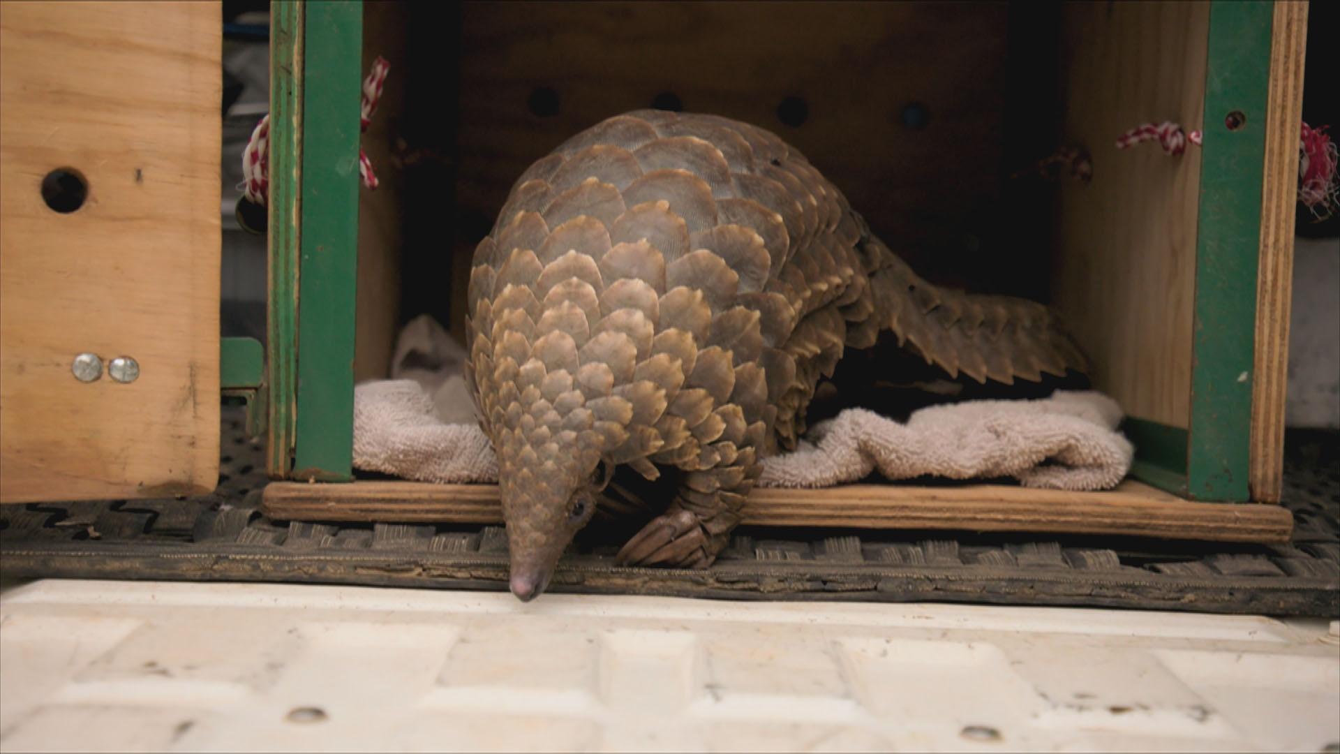 A pangolin coming out of a trap in South Africa.