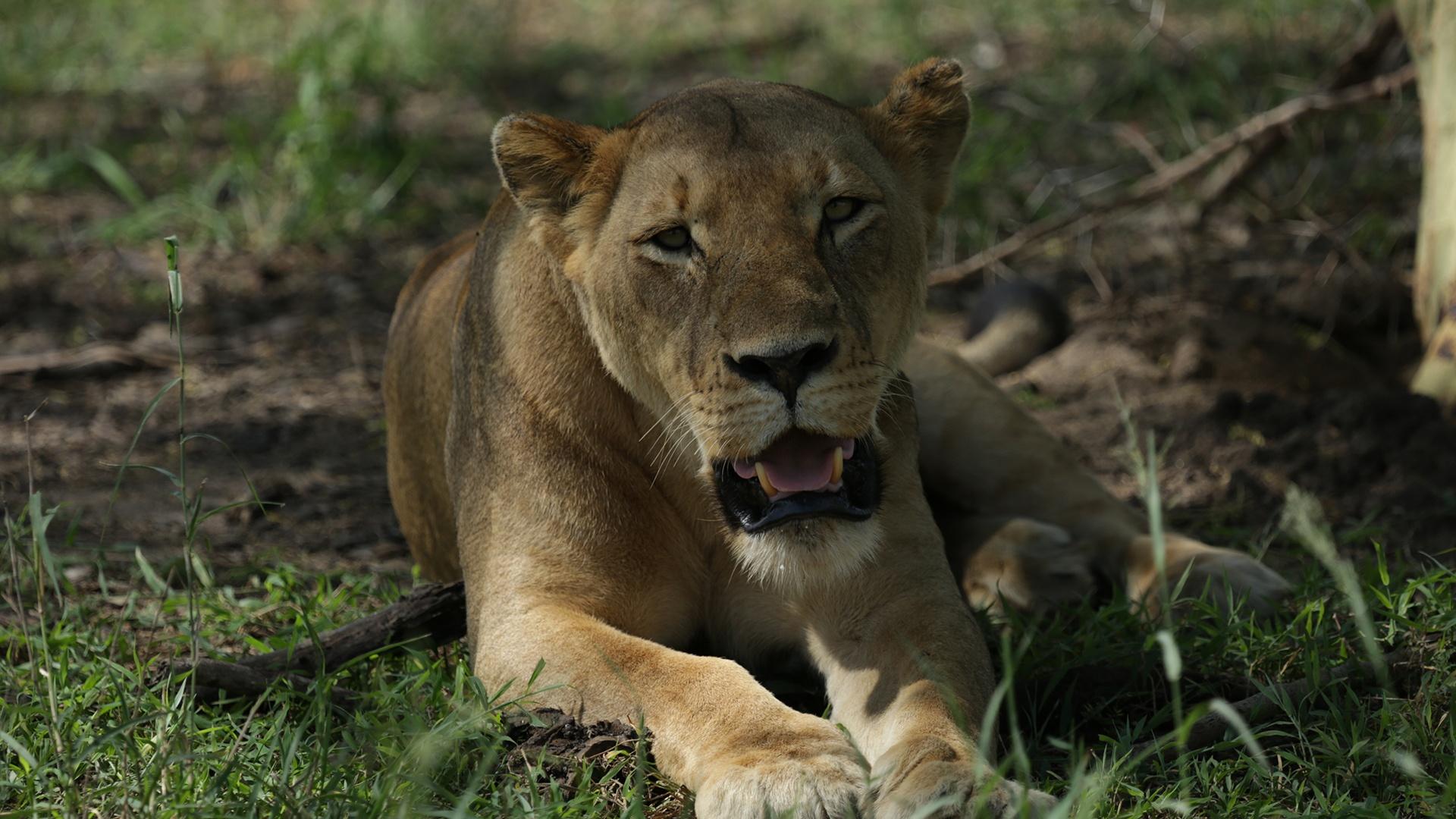 Lioness from the Sungwe Pride.