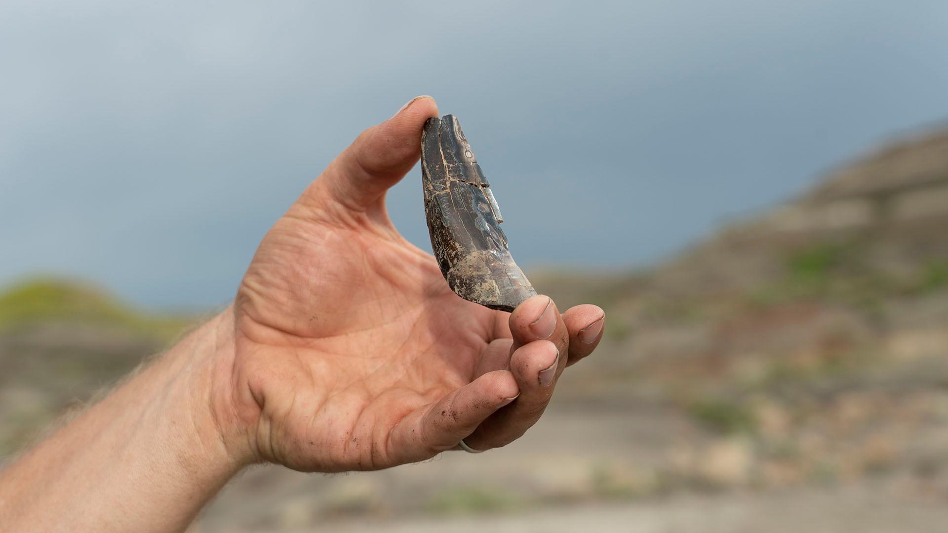 Fossil T.Rex tooth discovered in Western North Dakota.