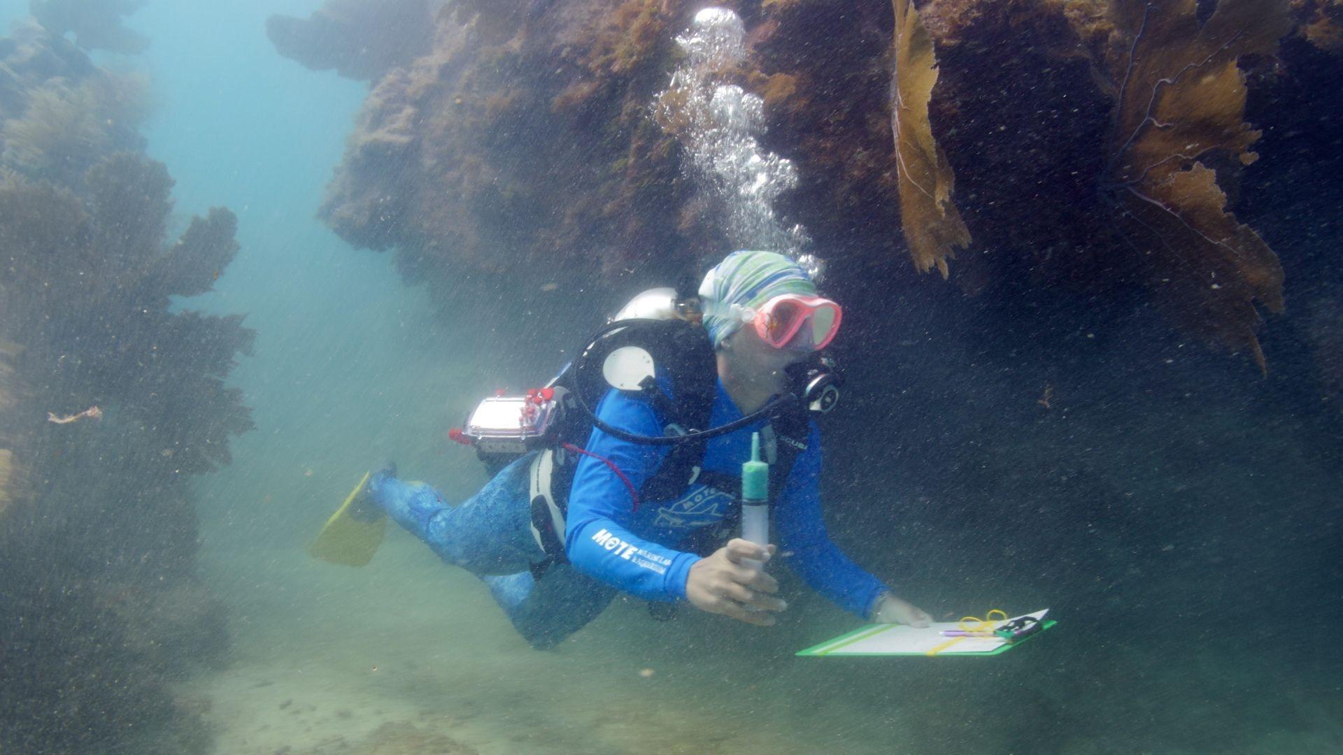 Dr. Erinn Muller diving on her way to treat corals with stony coral tissue loss disease.