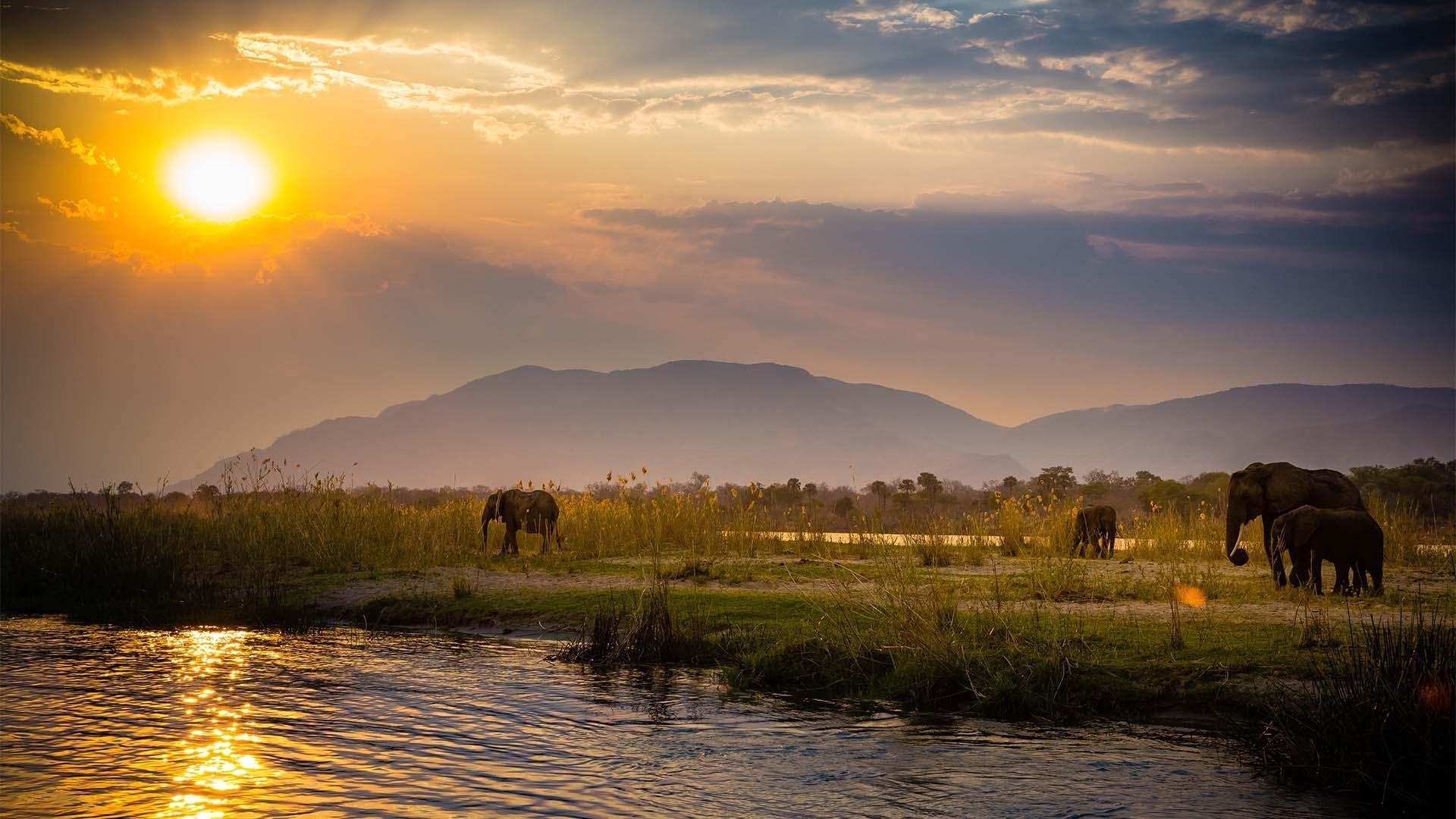 African elephants in Lower Zambezi National Park - Zambia.