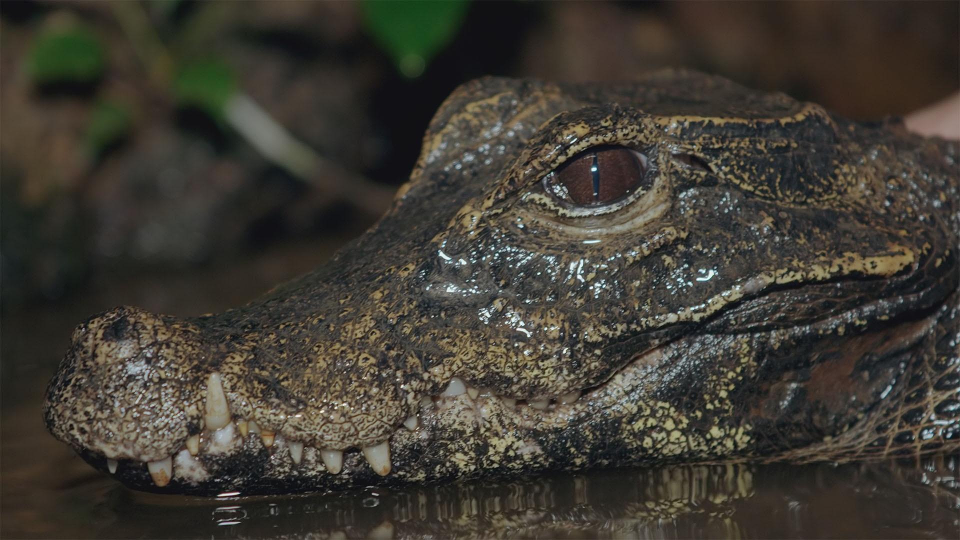 Dwarf-nosed crocodile in Gabon
