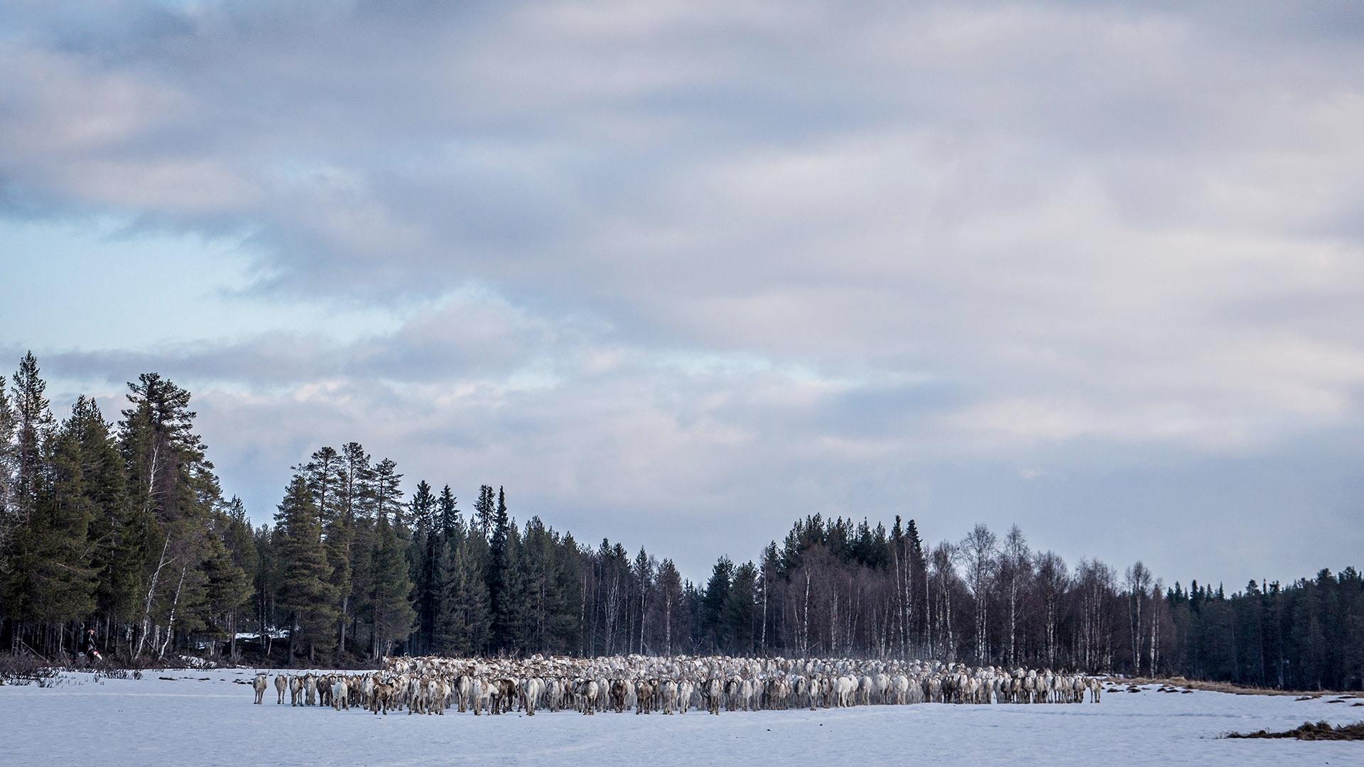 Migrating reindeer