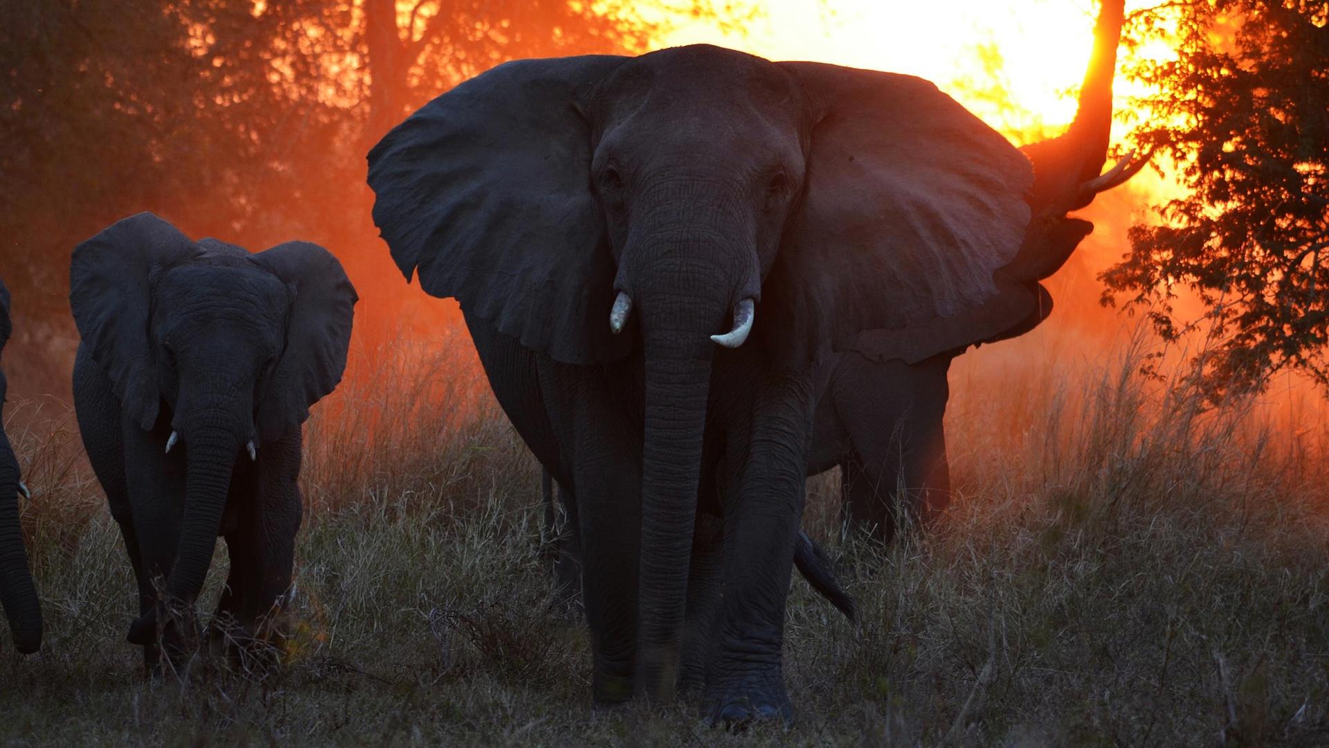 After years of civil conflict and poaching, Gorongosa elephants have grown weary of humans.