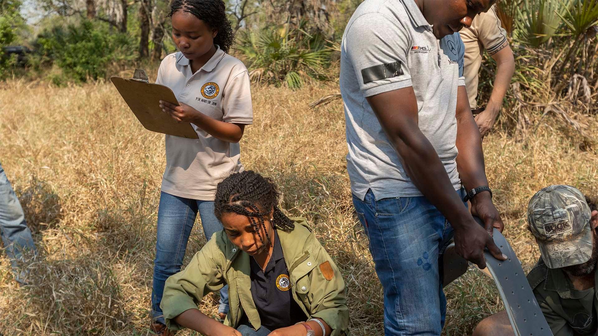 Scientist Dominique Goncalves and her team studying an African elephant in the Zambezi Delta.