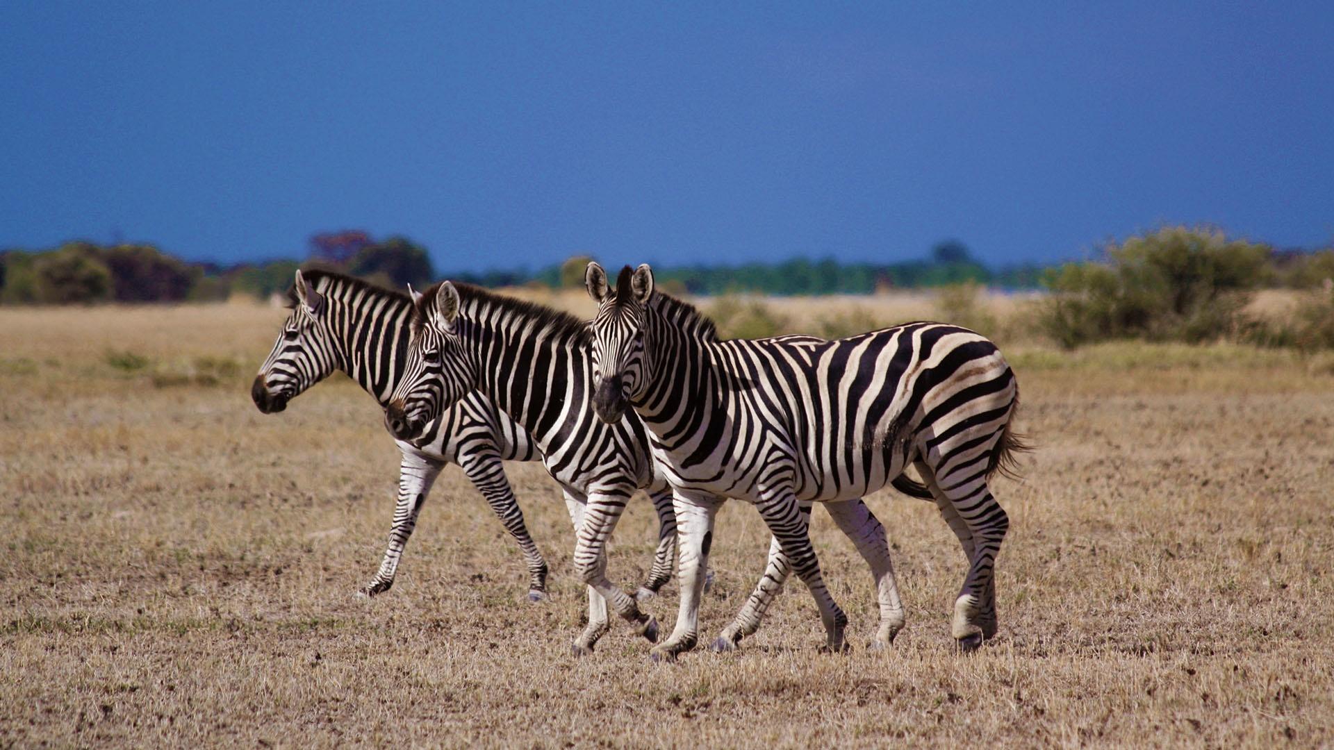 Migrating zebra