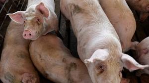 PBS NewsHour: PA Considers Tougher Regulations on Livestock