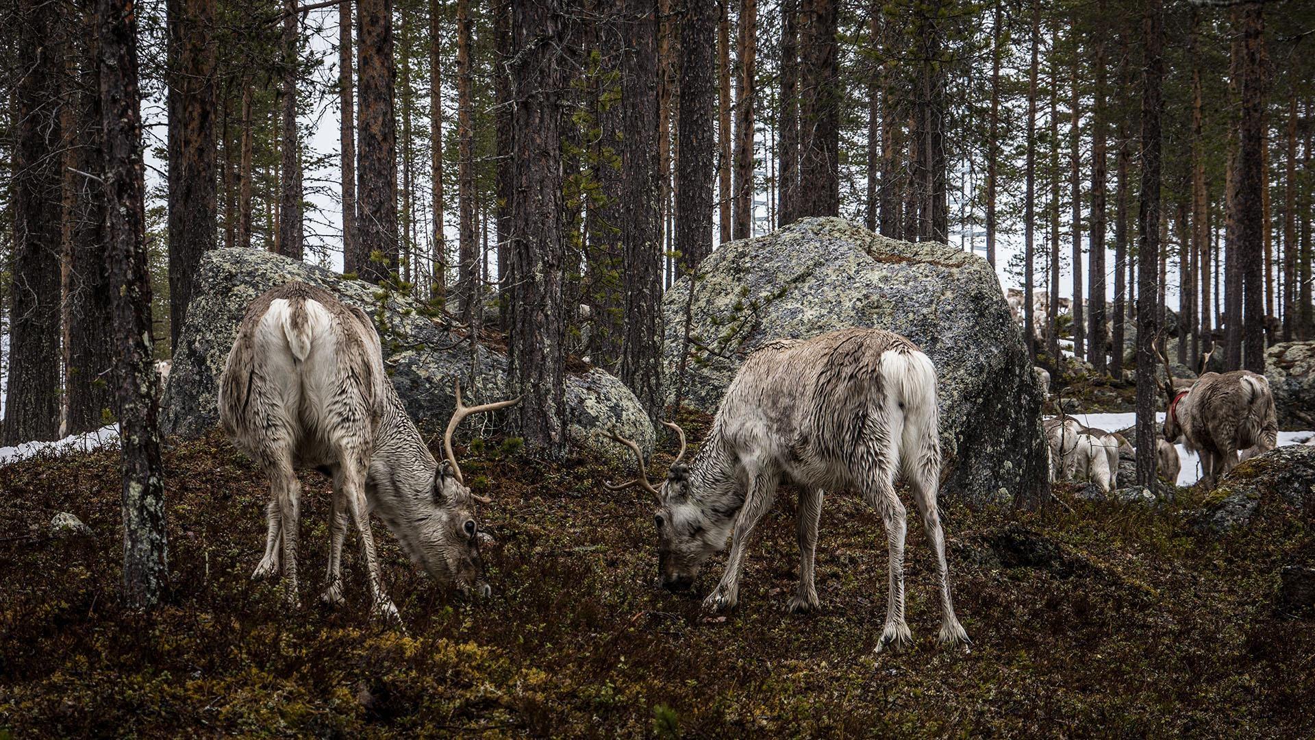 Reindeer in a forest.