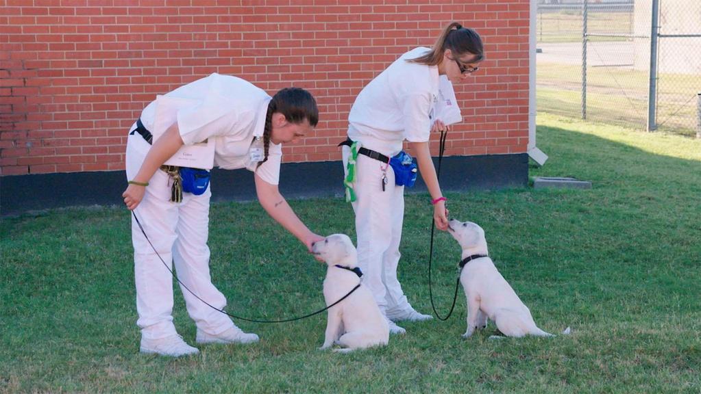 Inmates walking new service dog recruits at the Gatesville Correctional Facility.