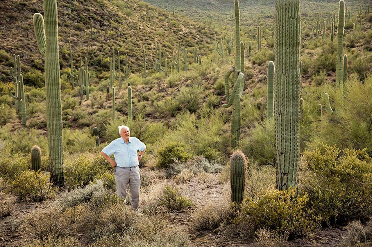 Sir David Attenborough surrounded by Saguaro Cacti, Carnegiea, in Arizona's Sonoran Desert.