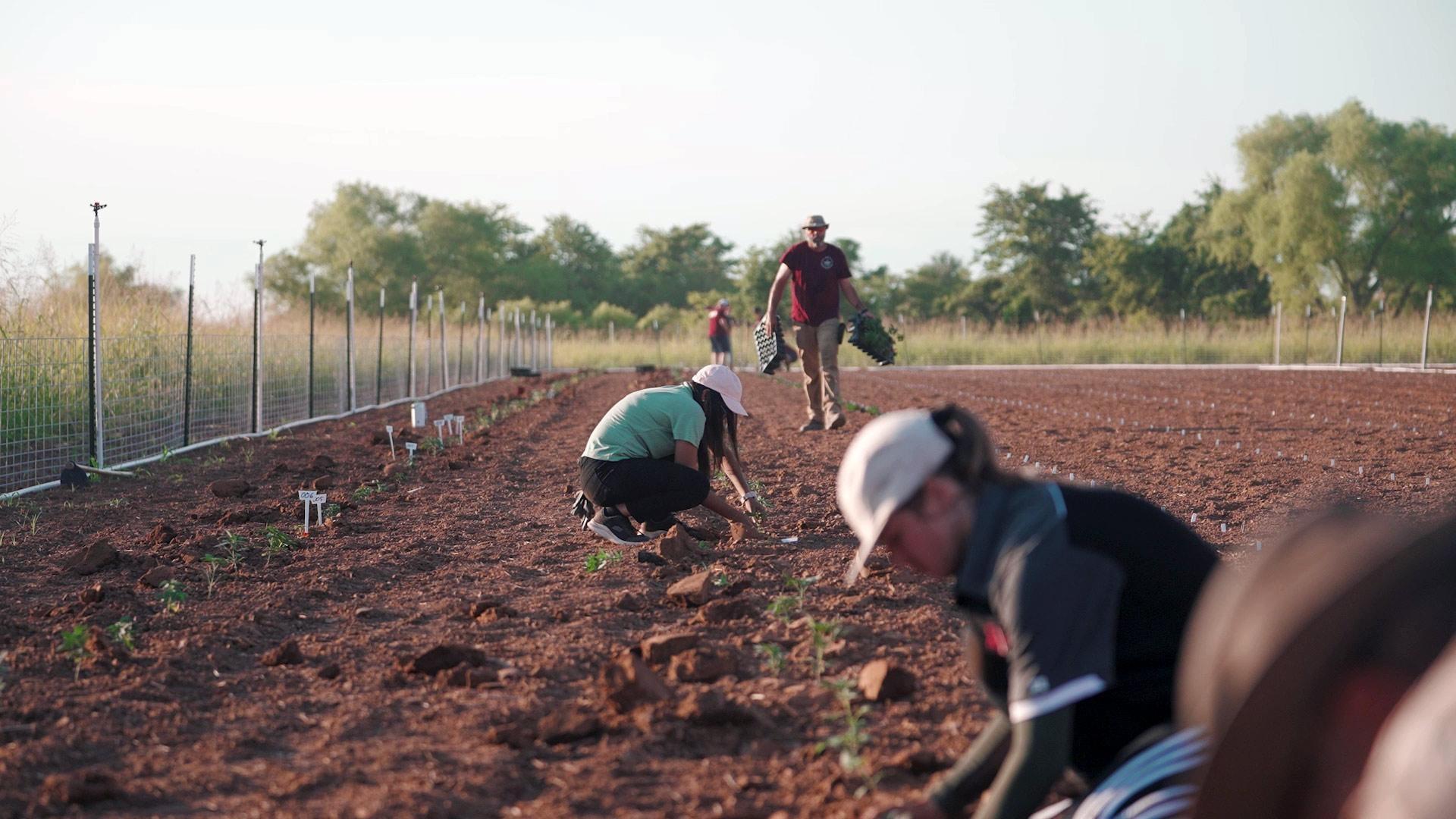 students plant hemp plants in an empty field