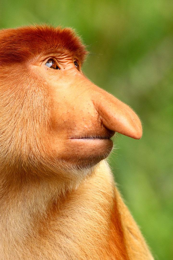 Closeup image of a proboscis monkey.