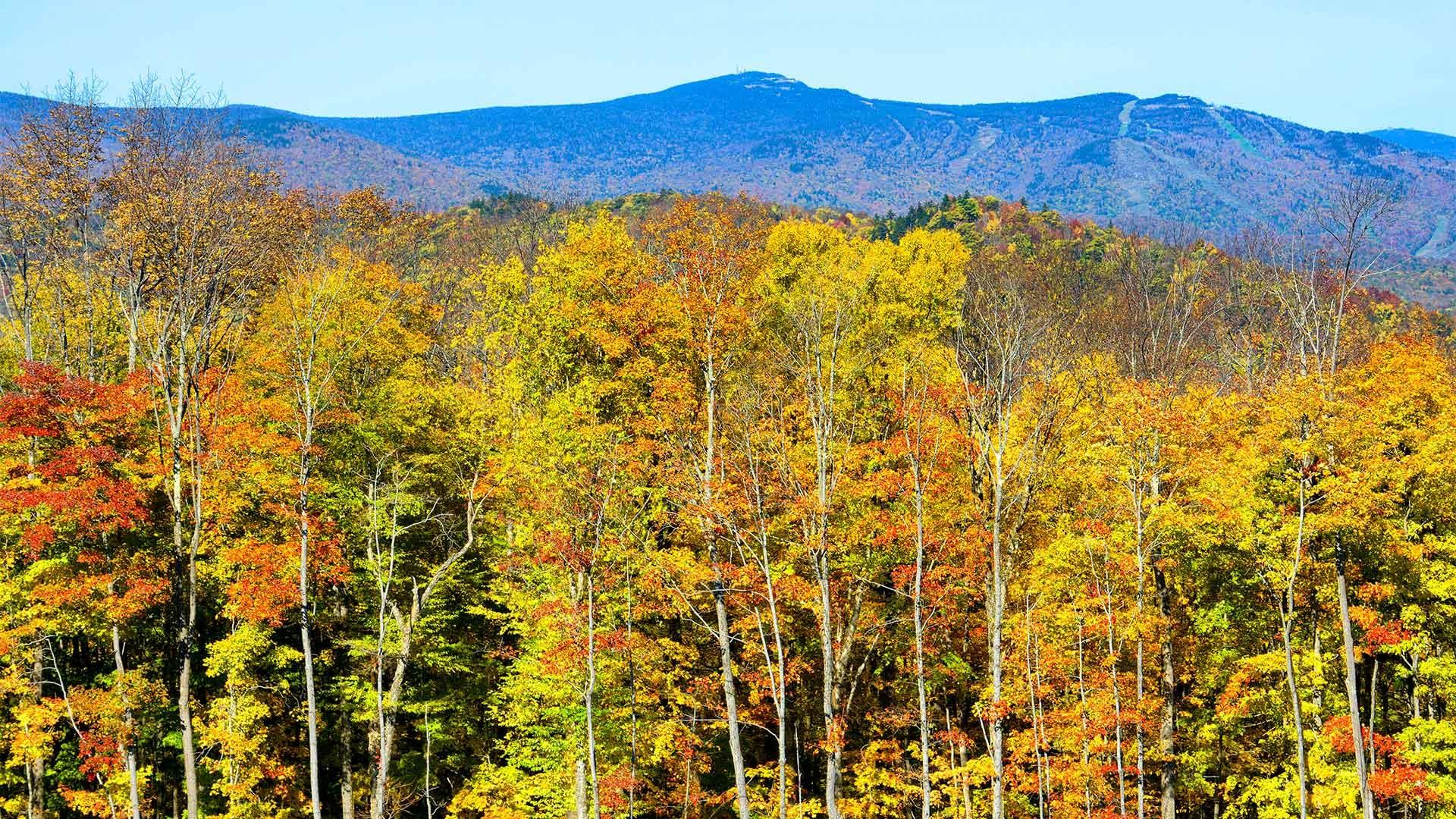 Autumn foliage landscape in New England.