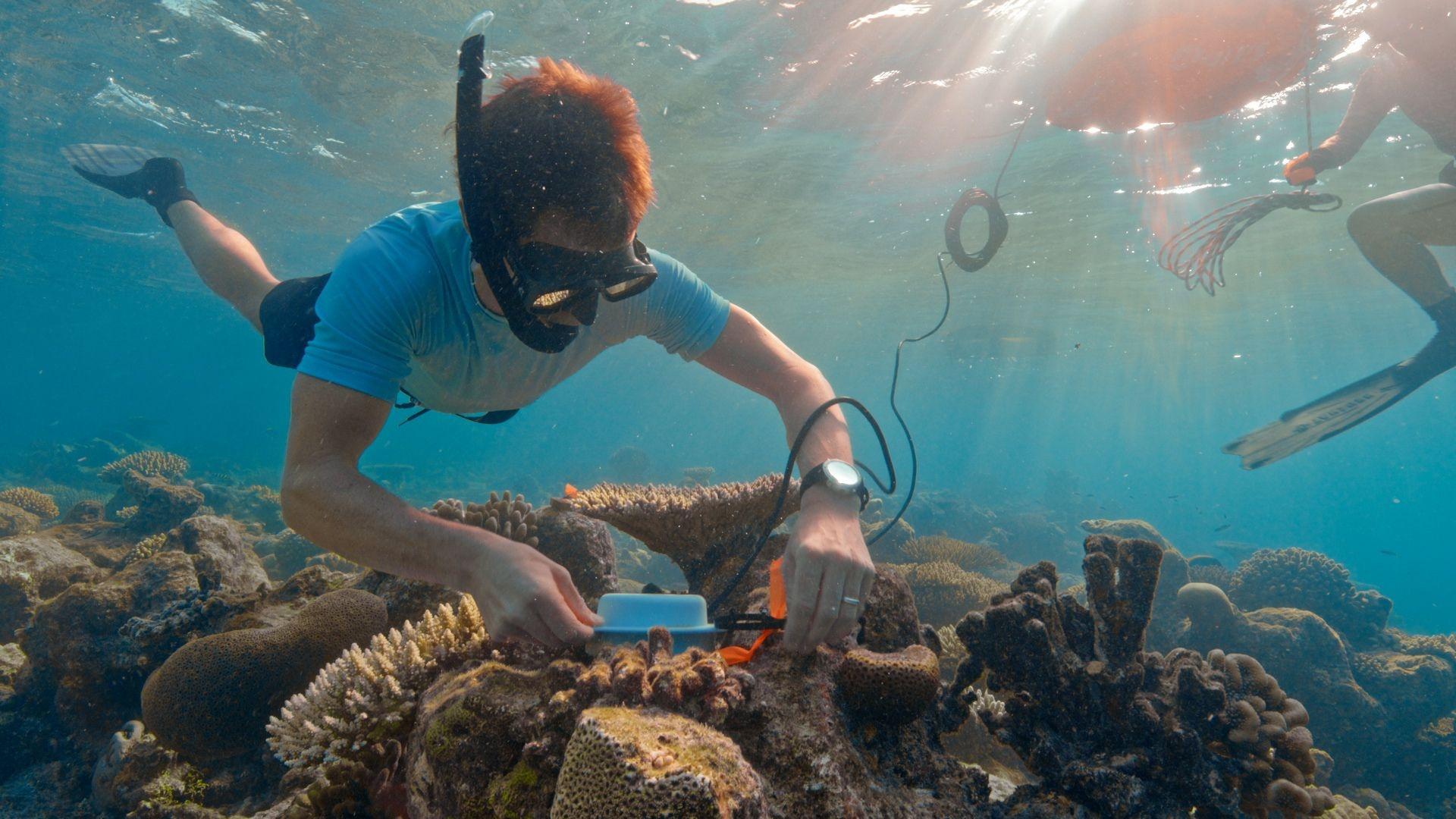 An image of Steve Simpson placing underwater speakers on damaged reef to attract coral larvae.