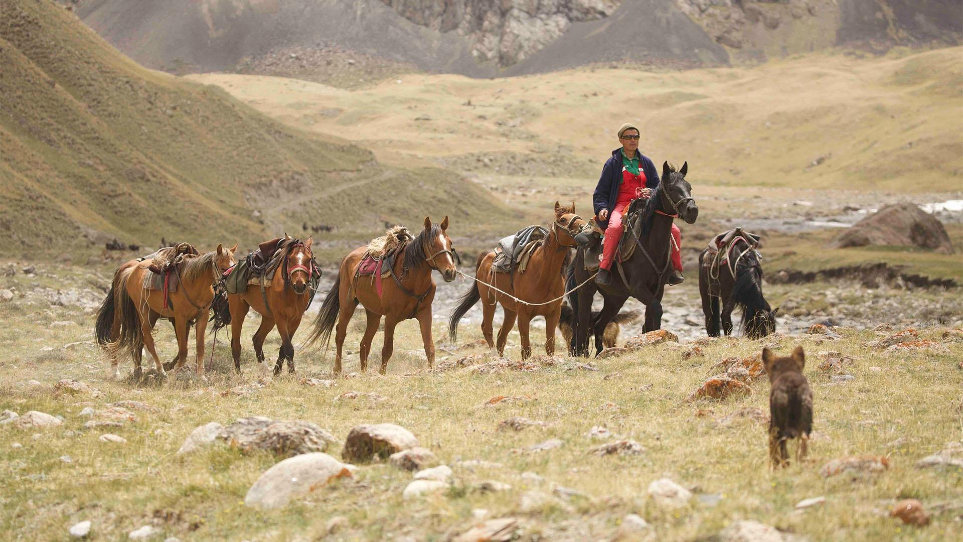 Hardy, altitude-adapted horses are a crucial mode of transport in the mountains of Kyrgyzstan.
