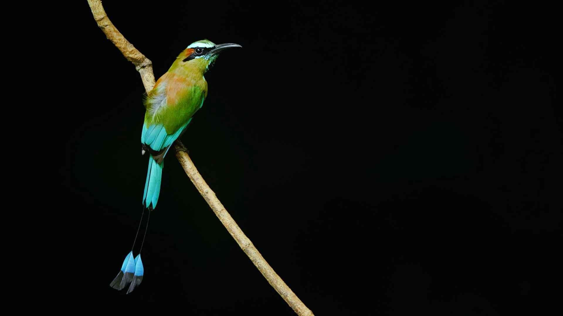 A turquoise browed motmot