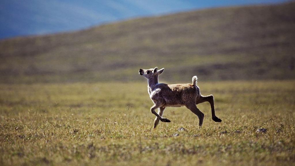 A young caribou