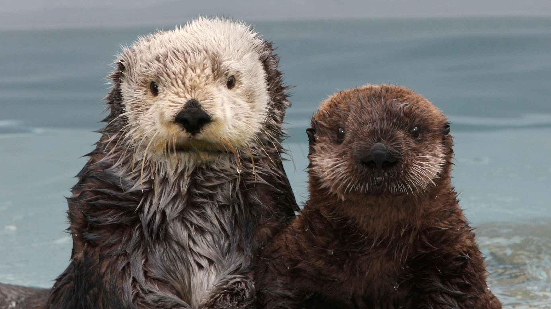 Southern sea otters Joy and Kit at Monterey Bay. 