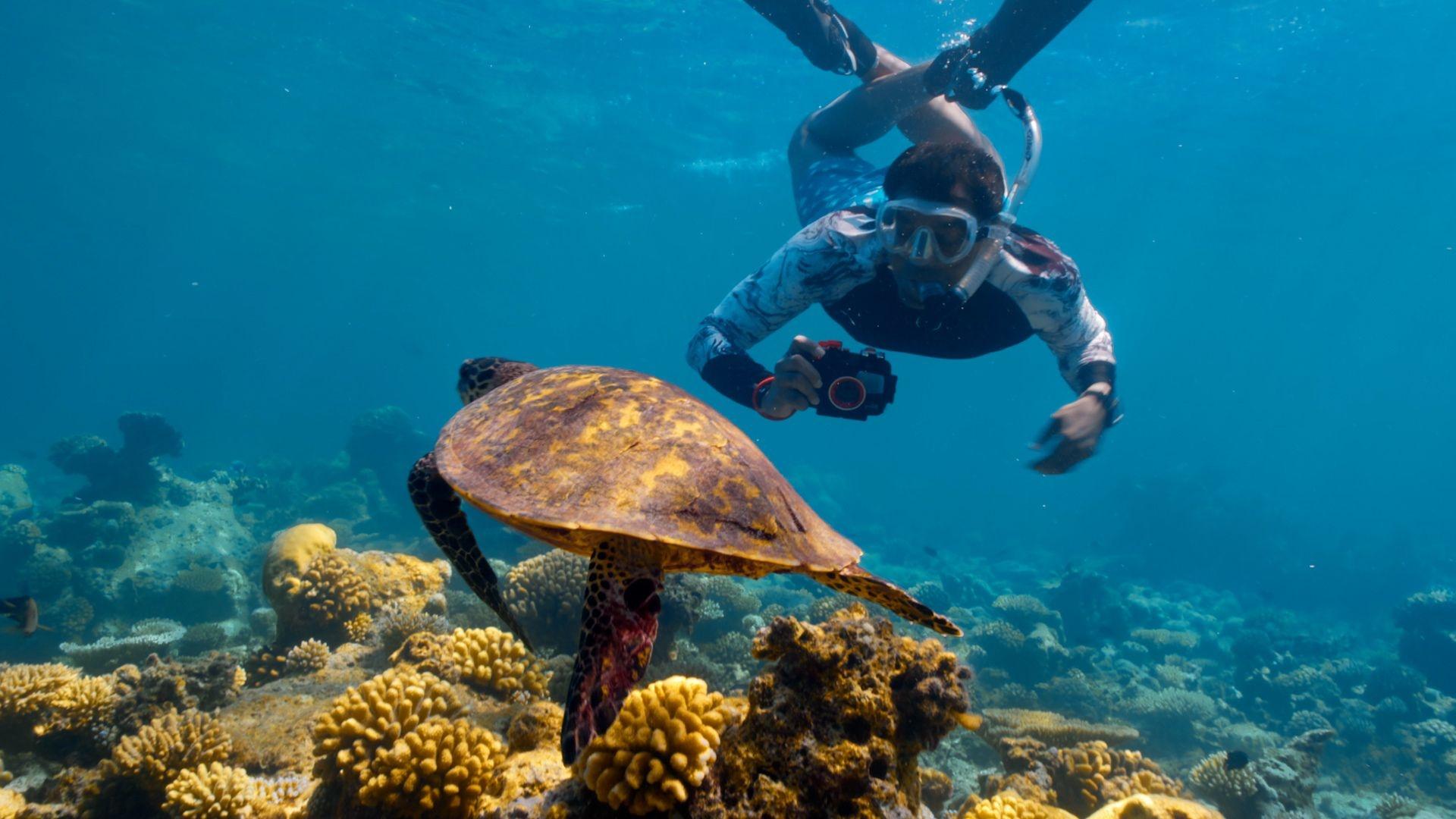 Dr. M. Sanjayan taking photograph of turtle underwater.